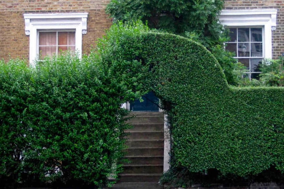 A tall hedge clipped square along its top with an archway cut through it above a flight of stone steps.
