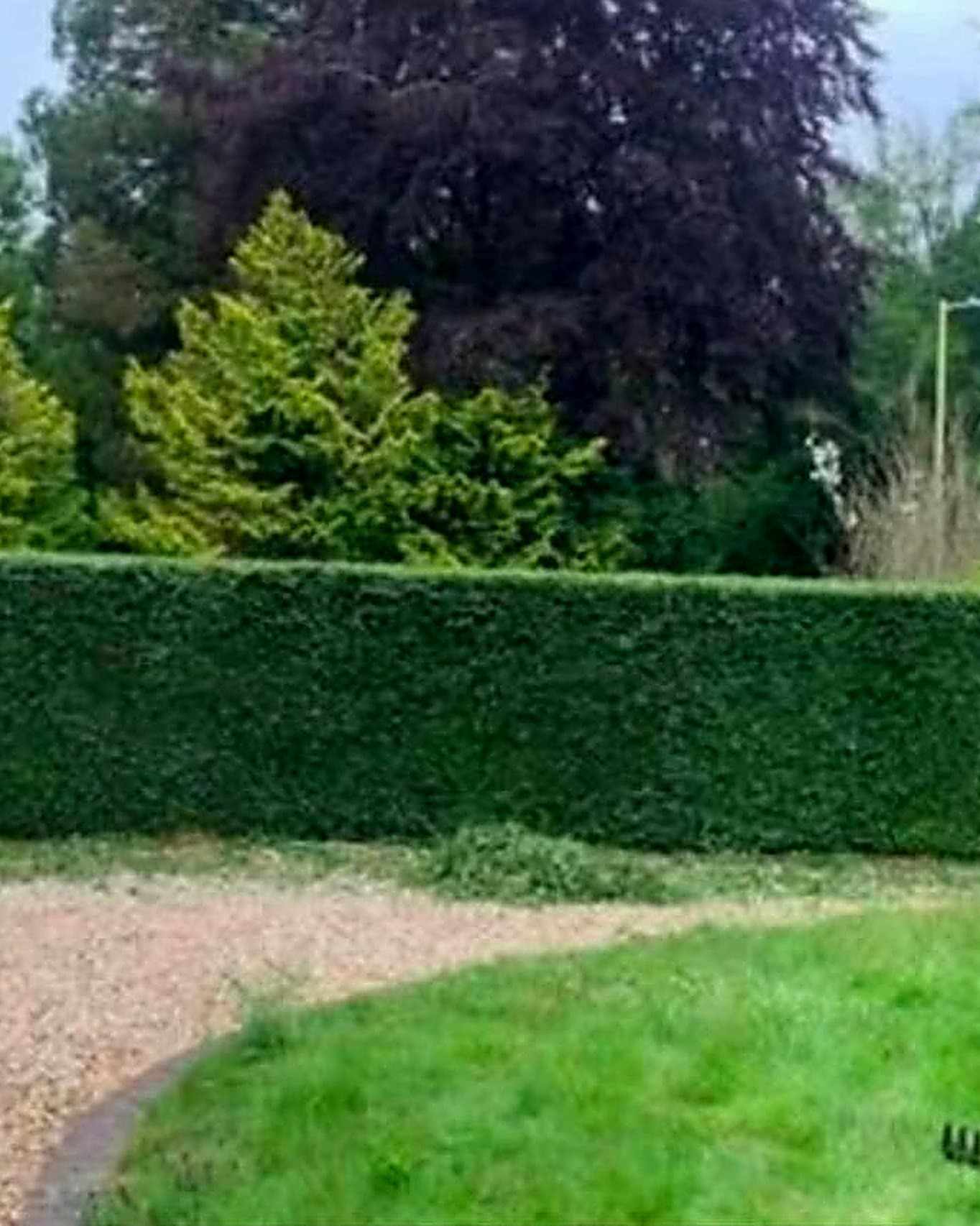 A long garden hedge freshly clipped level along its top, with the cuttings raked into a line on the gravel beside it.